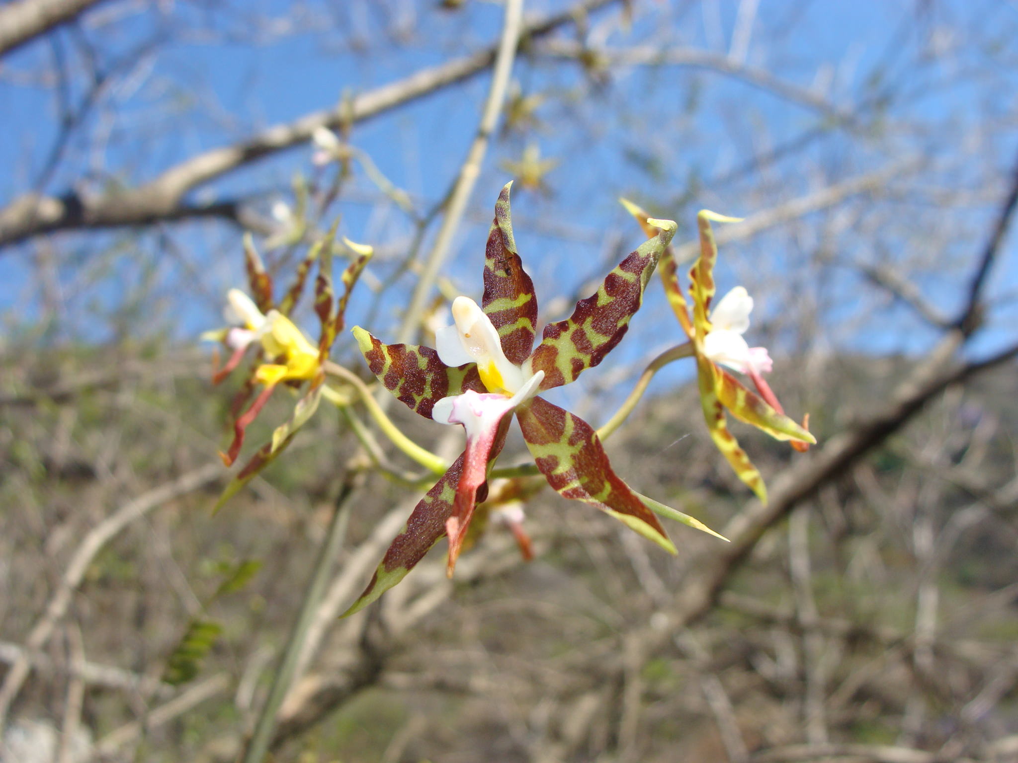 Oncidium hastatum